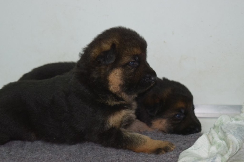 chiots Gamine X Gordon de Naphil 2015