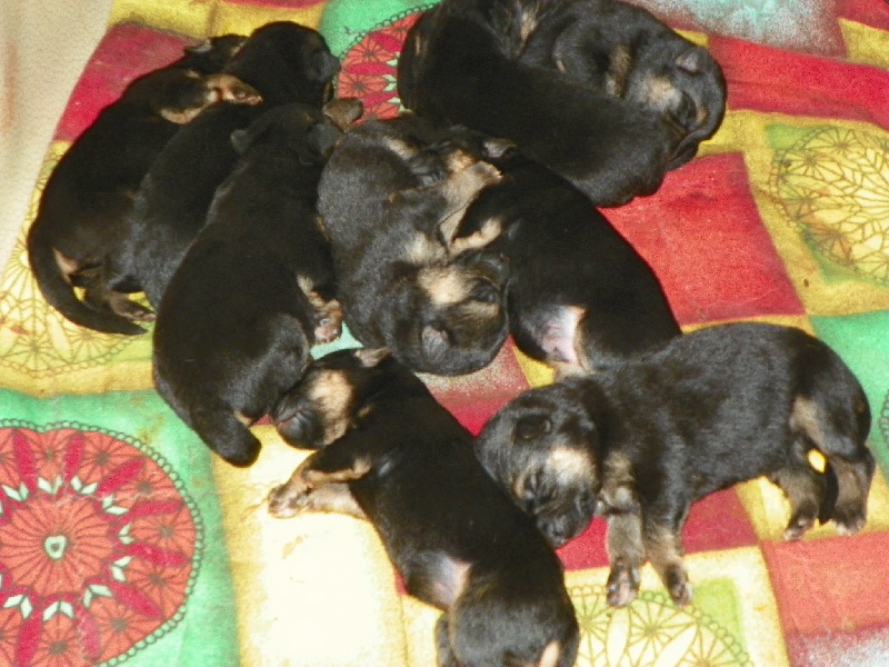 Chiots FarexXGamine
