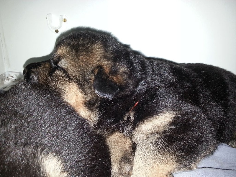 de La Vallée D'asdess - Berger Allemand - Portée née le 15/05/2014